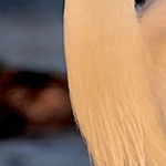 aigrette garzette  au couchant